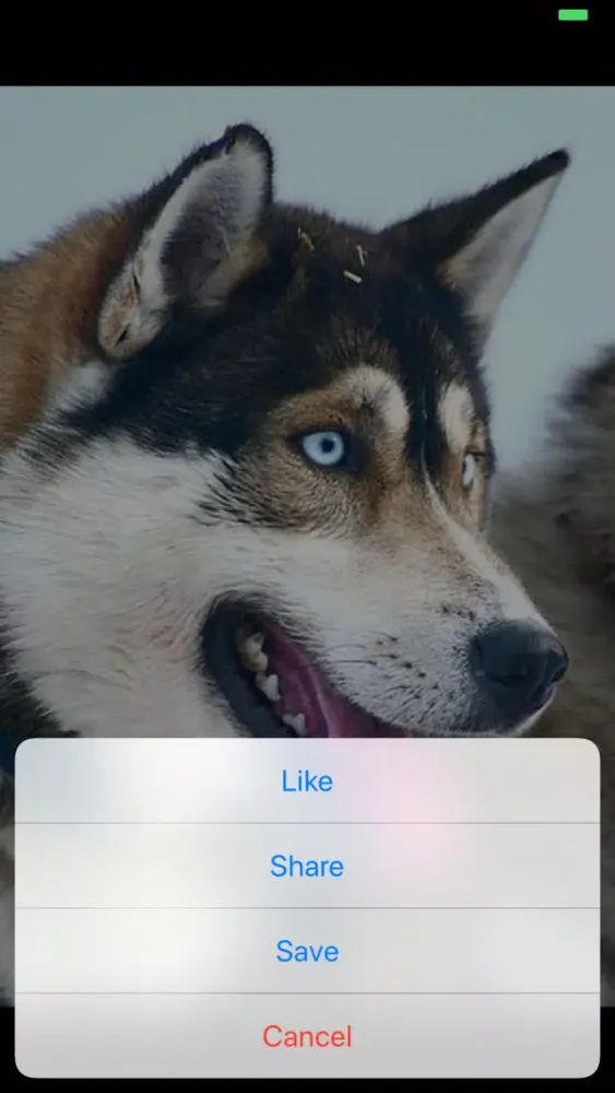 Dogs Lovers : dogs breeds スクリーンショット