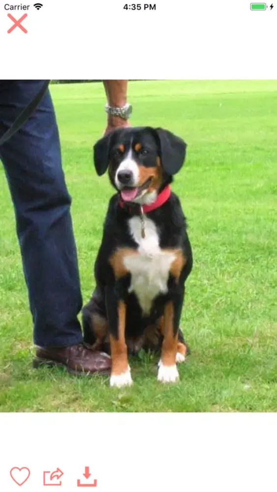 Dogs Lovers : dogs breeds スクリーンショット