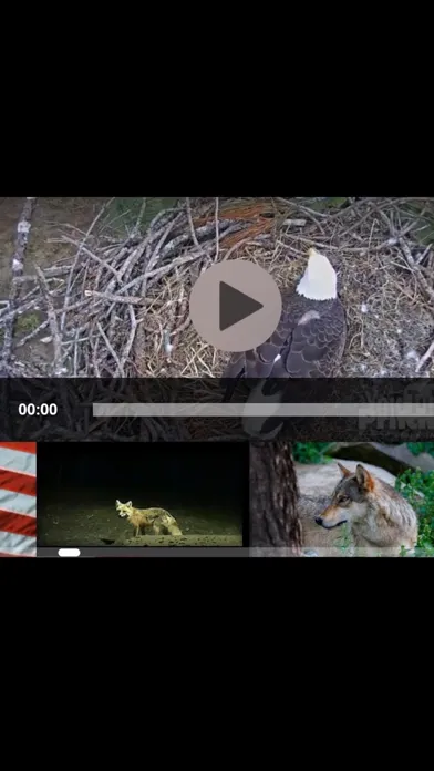 View Real Live Animals in the Wild Screenshots