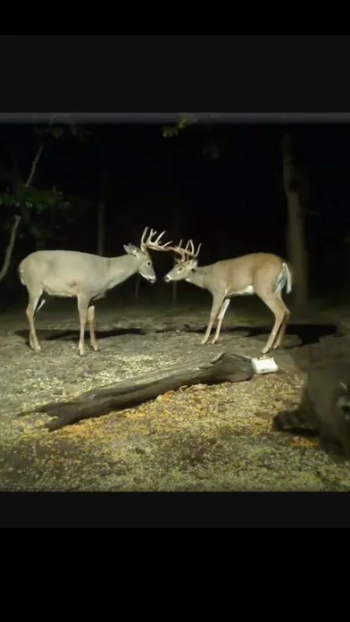 View Real Live Animals in the Wild Screenshots
