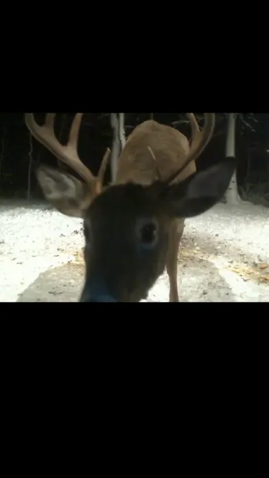 View Real Live Animals in the Wild Screenshots