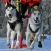 Dog Sled Race Tracking