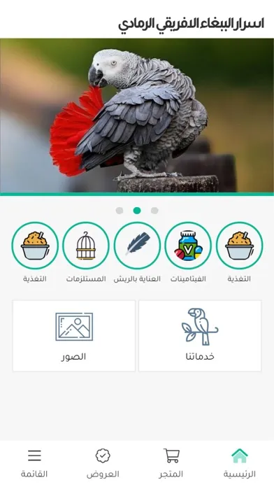 ภาพหน้าจอของ اسرار الببغاء الافريقي الرمادي
