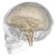 Pineal Gland Hormones Tutor Pineal Gland Hormones Tutor