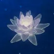 Water Lily Water Lily