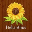 トータルボディケアサロンHelianthus トータルボディケアサロンHelianthus