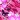Pink Wallpaper Glamorous Rose
