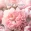 Pink Peony Theme +HOME