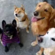 Bowwow Session Bowwow Session