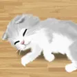 Cat Pet