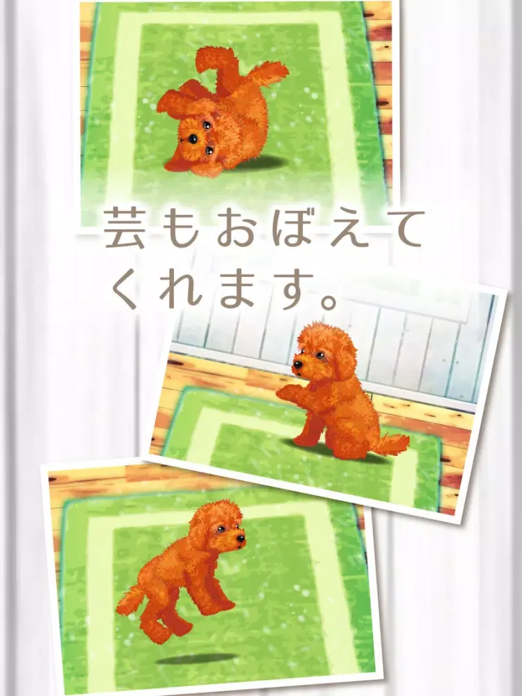 My Dog Life -Toy Poodle Edition- iPad  Screenshots