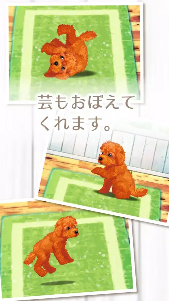 My Dog Life -Toy Poodle Edition- Screenshots