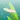 Axolotl Pet