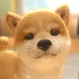 with My DOG