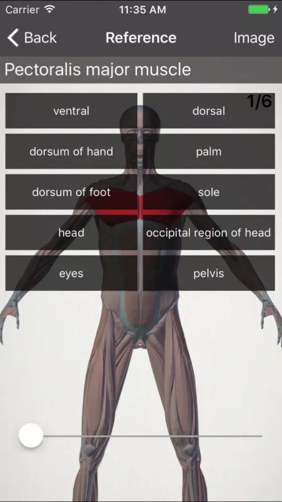 basic anatomy for all [muscles] سکرین شاٹس