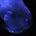 Fish in Aquamarine-FUKUSHIMA