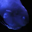 Fish in Aquamarine-FUKUSHIMA Fish in Aquamarine-FUKUSHIMA