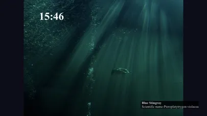 Fish in Aquamarine-FUKUSHIMA سکرین شاٹس