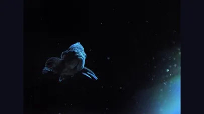 Fish in Aquamarine-FUKUSHIMA سکرین شاٹس