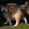 Moment - Time of dogs. Moment - Time of dogs.