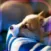 Dog Simulation Game