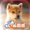 Shibainu Dog Simulator 3D