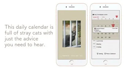 Capturas de pantalla de straycat.wisdom