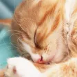 ねこライブ - 猫専用！写真,動画,ライブ配信アプリ