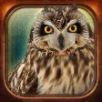 Birds Collection-The library of wild birds video- Birds Collection-The library of wild birds video-