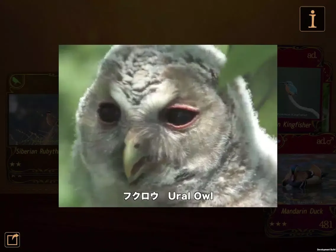 Zrzuty ekranu Birds Collection-The library of wild birds video- iPad 