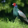 Field Note Wild Bird Field Note Wild Bird