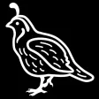Quail Breeder Quail Breeder