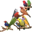 Birds Voice