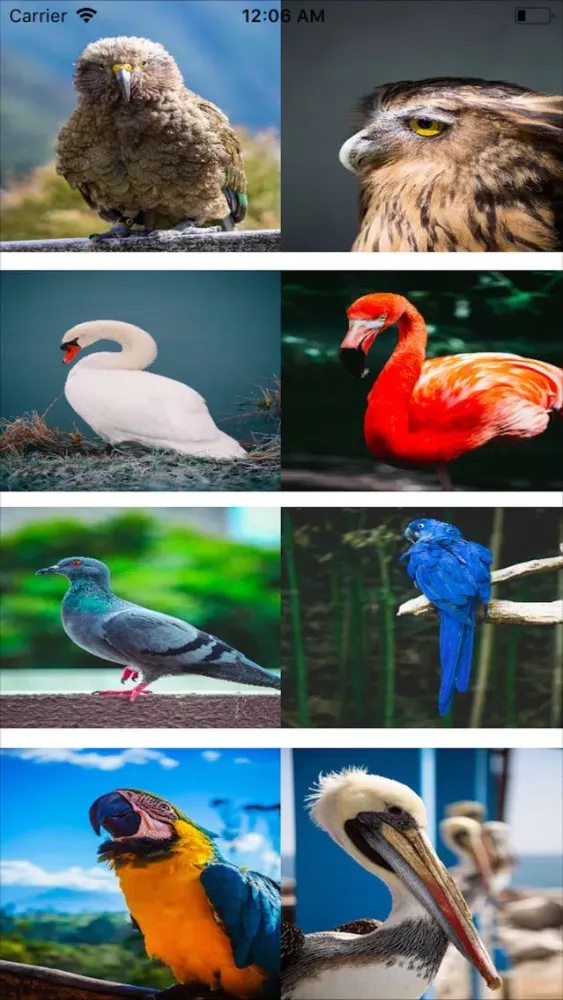 Birds Voice 스크린샷