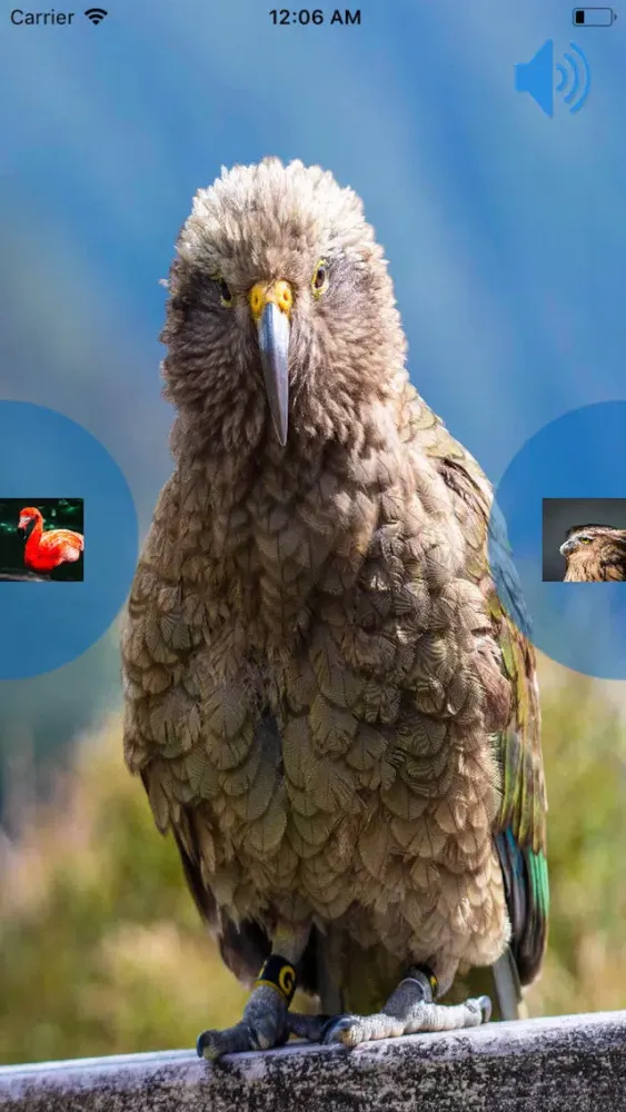 Birds Voice 스크린샷