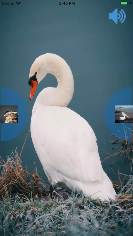 Birds Voice 스크린샷