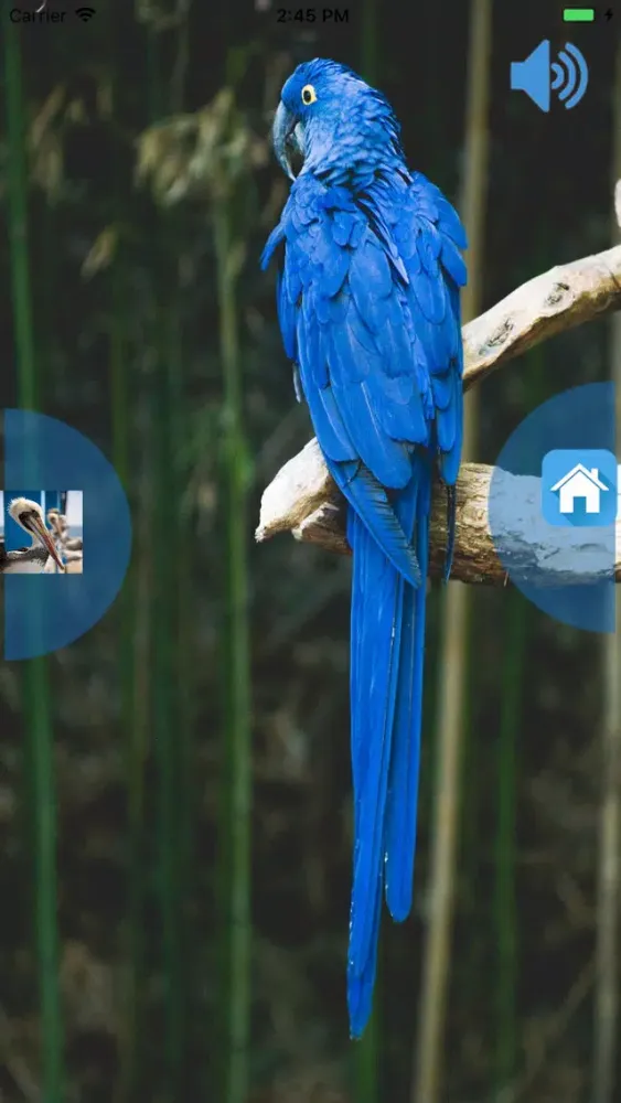 Birds Voice 스크린샷