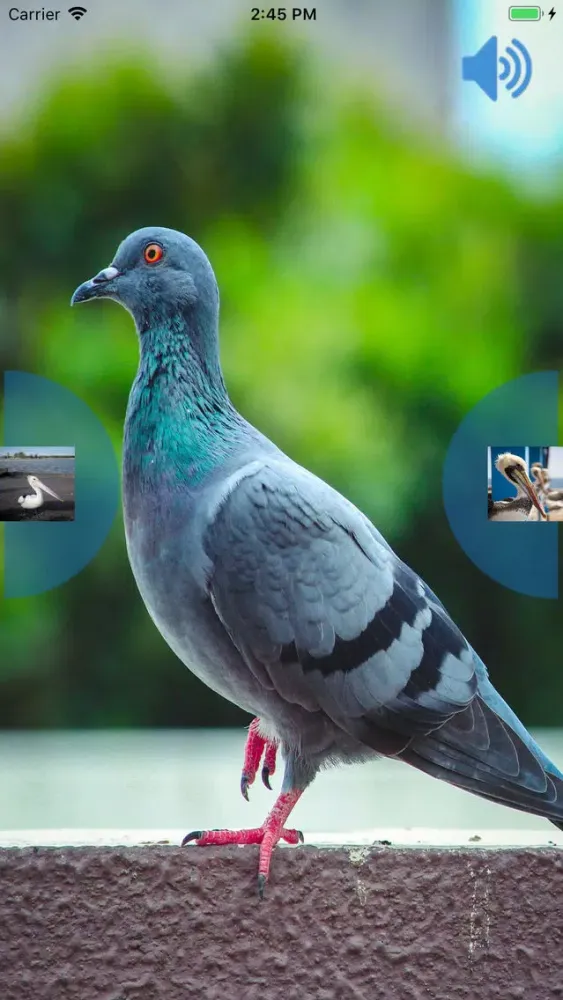 Birds Voice 스크린샷
