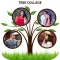Tree Photo Frames & Collage
