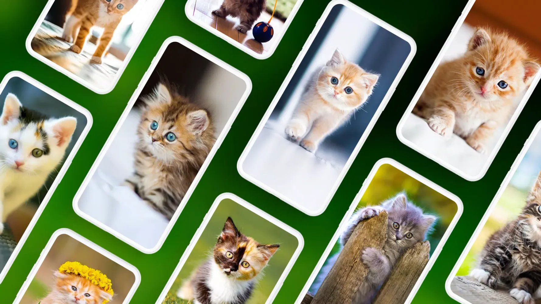 Kitten Wallpapers 4K سکرین شاٹس
