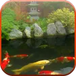 Koi Pond Video Live Wallpaper