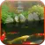 Koi Pond Video Live Wallpaper