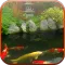 Koi Pond Video Live Wallpaper