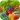 Fruit Fancy - Fruit Link