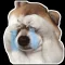 Dog meme sticker