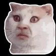 Meme cat emotion Meme cat emotion
