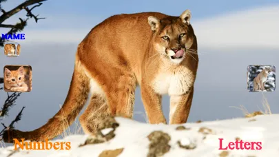 Wild Cats Sounds應用截圖