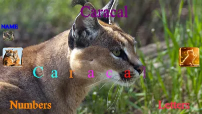 Wild Cats Sounds應用截圖