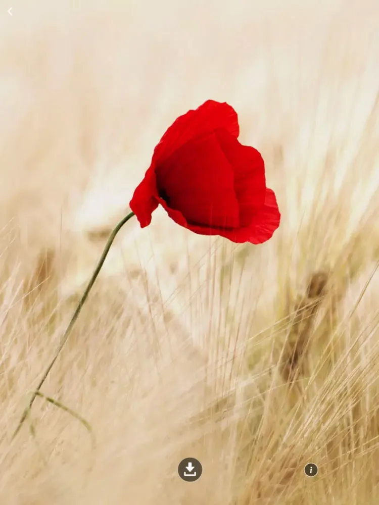 Wallpaper For You iPad  Screenshots