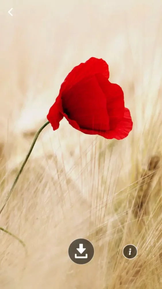 Wallpaper For You Screenshots